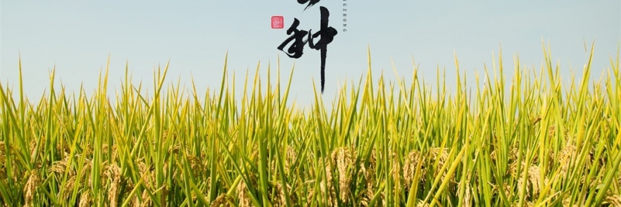 芒種 | 風(fēng)吹麥浪，蟬鳴夏忙