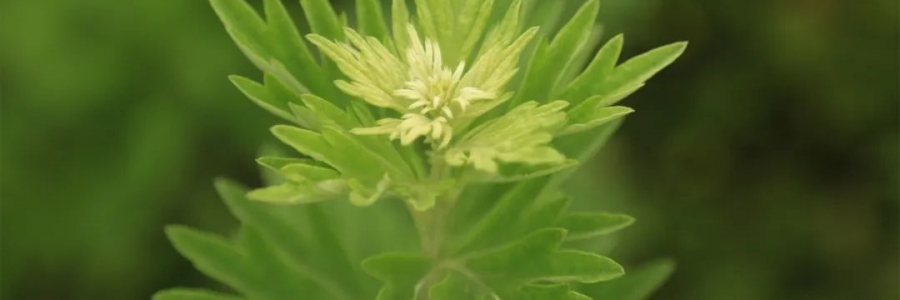 化成了灰也還是個(gè)寶，我勸你最好珍惜！