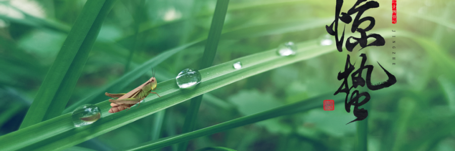 驚蟄丨蓄勢而蟄，應(yīng)時(shí)而驚