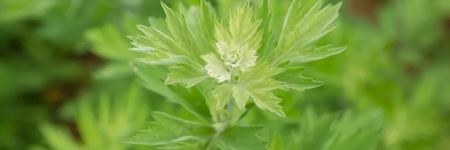 520，“艾”意正濃！讓我們相識艾草